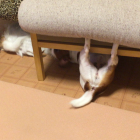 ココのんわしゃわしゃの画像