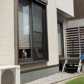 今日のココのんの画像