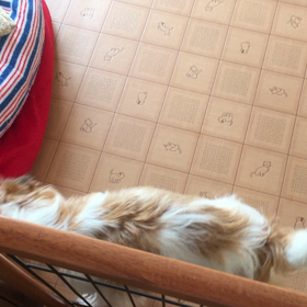 ココのんコロンコロンの画像