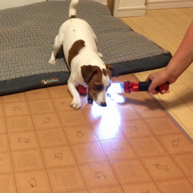  ココのチカーンの画像