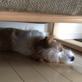 のんのぽうぽうの画像