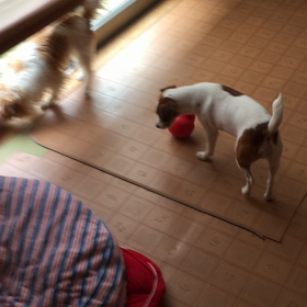 今日のココのんの画像