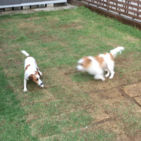 今日のココのんわしゃわしゃの画像