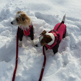 今日のココのんの画像