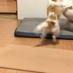 ココのんわしゃわしゃの画像