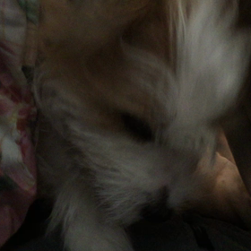 のんのんお腹を掘るの画像