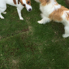 今日のココのんの画像