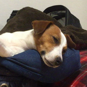 ココの寝んねの画像