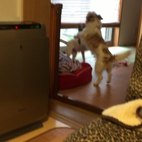 ココのんわしゃわしゃの画像