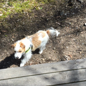 ココのんドックランで遊ぶの画像