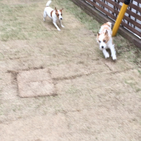 ココのんわしゃわしゃの画像