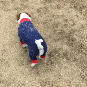 今日のココのんの画像