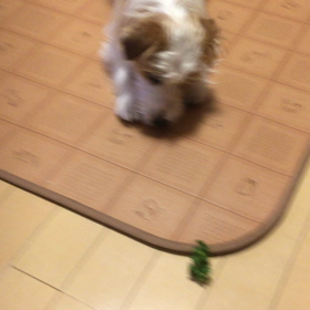 のんが、パセリにプレイバウの画像