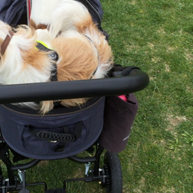 ココのん、カートで走る。の画像