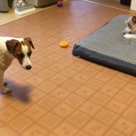 のんのん、ピコボール取って満足の画像