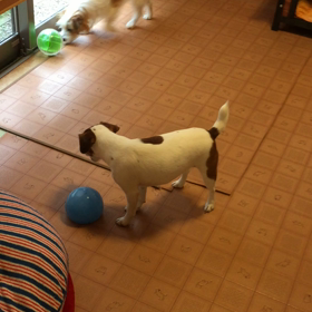 ココのんコロンコロンの画像