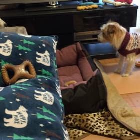 のんのん、ピコボールほしいの画像