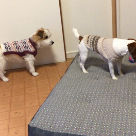 ココのんわしゃわしゃの画像