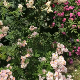薔薇に癒されての画像