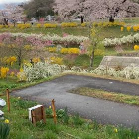 桜並木の画像
