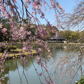 枝垂れ桜の画像