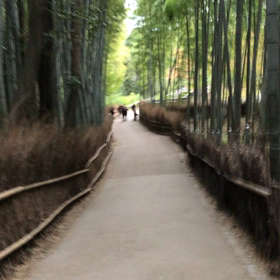 竹林の画像