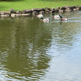 桜と池と鳥に癒された日の画像