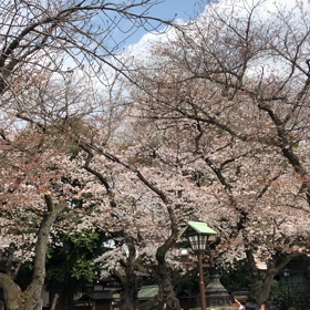 靖国神社の桜の画像