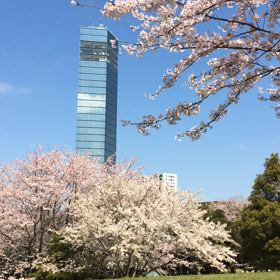 ポートパークの桜の画像