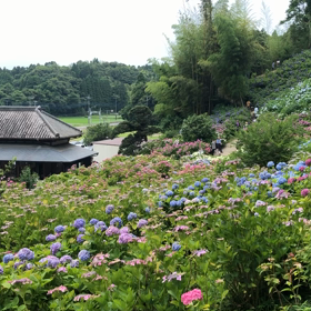 2020紫陽花屋敷動画の画像