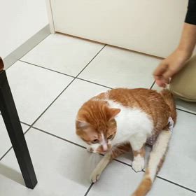 ”【拡散希望】下半身麻痺猫のブル君(今年２才)”の画像