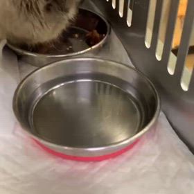 【看取りの依頼】扁平上皮癌疑い猫のサムネイル画像