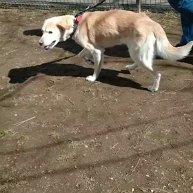 【緊急★拡散希望】14歳ラブmix飼育放棄、家族募集中、千葉市のサムネイル画像
