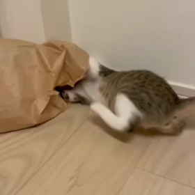 【拡散希望】明日は猫の譲渡会！のサムネイル画像