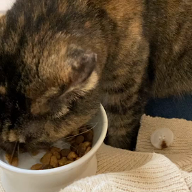 【拡散希望】サビ猫♀サピちゃん、家族募集中！のサムネイル画像