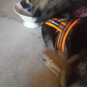 拡散希望！迷い犬を探しています！！のサムネイル画像