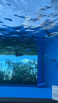 開放感のある水族館の記事動画