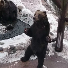 登別クマ牧場  可愛い動画の画像
