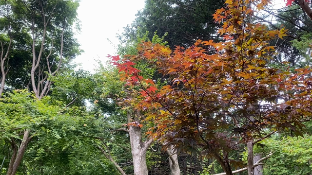 雨の休日 幸せ時間♡の記事動画