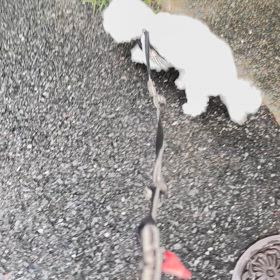 今朝も頑張って朝ん歩にの画像
