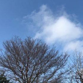 春を知らせるウグイス君の画像