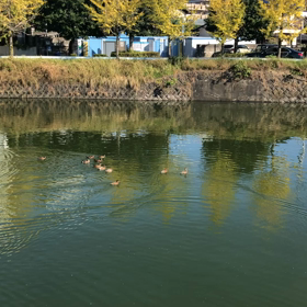 川辺のお散歩の画像