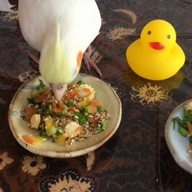 鳥さんサラダの画像