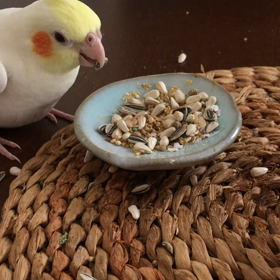 ひまわりの種の画像