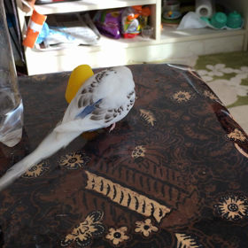 プンプンインコの画像