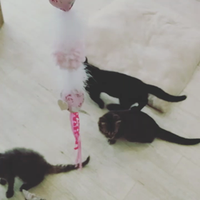 犬カ フェの猫カフェTime！の画像