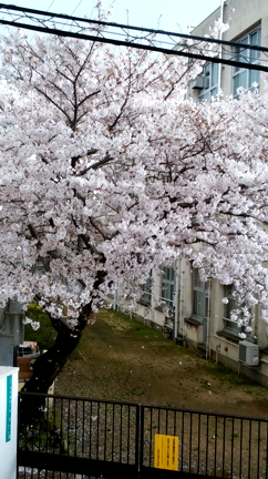 桜満開の記事動画