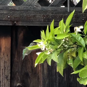 サンタクララのハチドリの画像