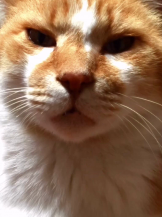 我が家のオネエ猫から緊急メッセージがあります☆（動画）の記事動画