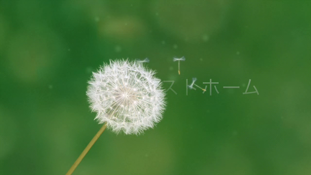 12月4日(火)Ichigo Dropの記事動画